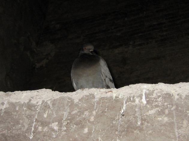 Tillbaka till Fotogalleriet -Foton  fr&aring;n Rom