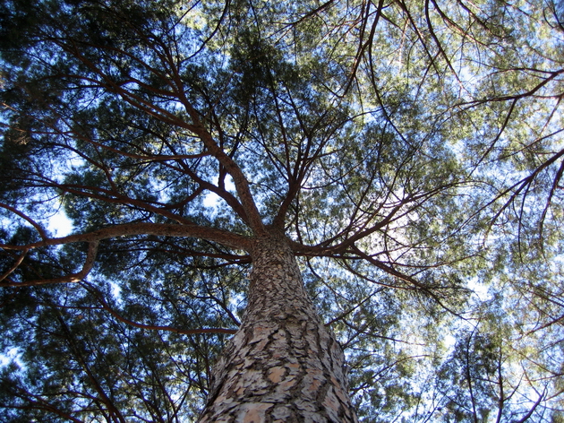 Tillbaka till Fotogalleriet -Foton  fr&aring;n Rom